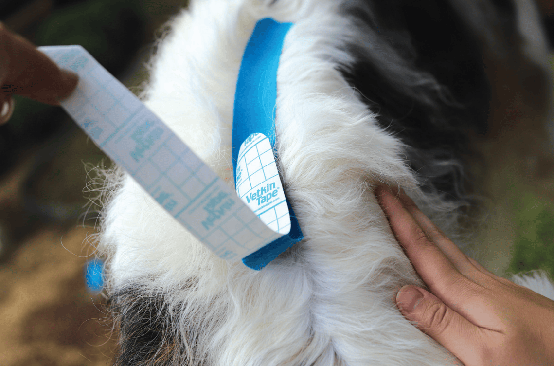 Canine Kinesiology Taping - THYSOL United Kingdom